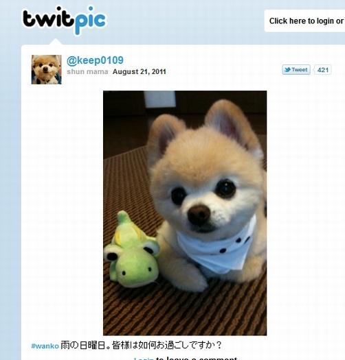 女性誌にひっぱりだこのTwitter犬が「可愛すぎる」「ぬいぐるみみたい