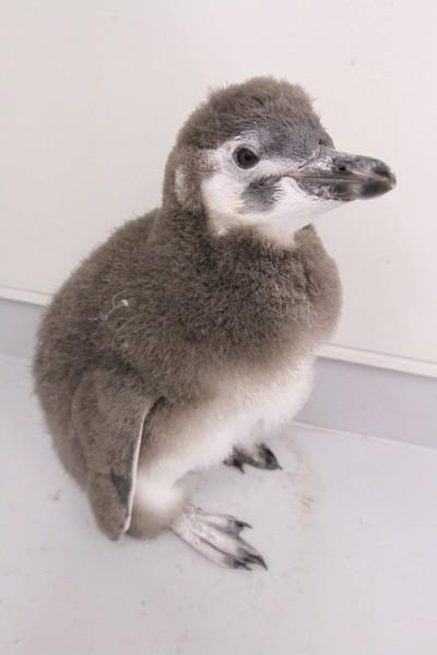 すみだ水族館でマゼランペンギンの赤ちゃん「はっぴ」に会える